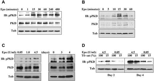 Figure 2. Erythropoietin induction of PKD phosphorylation. (A) Erythropoietin–deprived G1ER cells were stimulated with erythropoietin, followed by immunoblotting for phospho- and total PKD. (B) Cytokine-starved human erythroid progenitors were stimulated with erythropoietin and analyzed as in panel A. (C) Impact of erythropoietin dosage and duration on steady-state PKD phosphorylation. Left: Human progenitors cultured 4 days with the indicated doses of erythropoietin. Right: Human progenitors cultured for the indicated durations with 4.5 U/mL erythropoietin. (D) Impact of iron availability on steady-state PKD phosphorylation. Human progenitors were cultured in erythroid medium under either iron replete (100% transferrin saturation) or iron restricted (15% transferrin saturation) conditions.