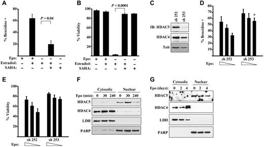 Figure 3. Functional implication of HDAC5 as a target of erythropoietin signaling. (A-B) HDAC inhibition partially substitutes for erythropoietin signaling during GATA1–induced erythroid differentiation. G1ER cells induced with estradiol ± erythropoietin (Epo) and ± SAHA were assessed for differentiation in panel A and viability in panel B. Data are mean ± SEM for 3 experiments. (C-E) G1ER cells transduced with shRNA constructs targeting HDAC5 were assessed for HDAC5 and HDAC4 expression, erythroid differentiation, and viability. (C) Immunoblot (IB) of whole cell lysates. sh 253 provided strong knockdown of HDAC5, and sh 252 provided no knockdown of HDAC5. (D) Differentiation of cells induced with estradiol and erythropoietin (0.5, 0.1, or 0.05 U/mL). *P = .01 for sh 253 vs control at corresponding Epo dose in 3 experiments. (E) Viability of cells induced with estradiol and erythropoietin. *P = .03. See also supplemental Figure 3 for HDAC4 knockdown data. (F-G) Distinct subcellular localization patterns of HDAC5 and HDAC4 in erythroid progenitors. (F) G1ER cells stimulated with erythropoietin (Epo) for the indicated durations were subjected to subcellular fractionation followed by immunoblotting for HDACs. Poly(ADP-ribose) polymerase and lactate dehydrogenase served as loading controls for nuclear and cytosolic fractions, respectively. (G) Human CD34+ progenitors grown in erythroid medium for the indicated durations were analyzed as in panel F.