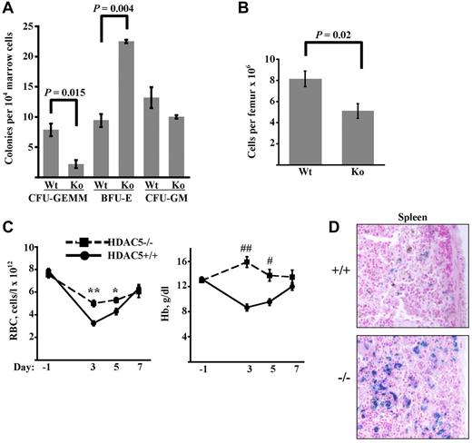 Figure 5. Increased marrow BFU-E frequency and enhanced responsiveness to anemic challenge in HDAC5−/− mice. (A) Colony-forming progenitor frequencies in marrows of adult WT and HDAC5−/− (KO) mice. Data are mean ± SEM (n = 3/group). (B) Marrow cellularity in adult WT and HDAC5−/− mice (n = 4/group). (C) RBC and Hb levels in animals before and after anemia induction. HDAC5+/+ and HDAC5−/− mice received PHZ on days −1 and 0. Data are mean ± SEM (n = 7/group). **P < .001. *P = .017. ##P < .0001. #P = 0.003. (D) Staining for iron deposition in HDAC5+/+ and HDAC5−/− spleens on day 13 after anemia induction. Shown are light microscope images (original magnification × 200) representative of findings in all animals studied (3/group). Images were acquired using an Olympus BX51 microscope equipped with an Olympus DP70 digital camera. The objective lens consisted of Uplan Fl 20×/0.75 NA. Image acquisition and processing were used: Adobe Photoshop, CS3/10.0 and CS2/9.0, respectively.