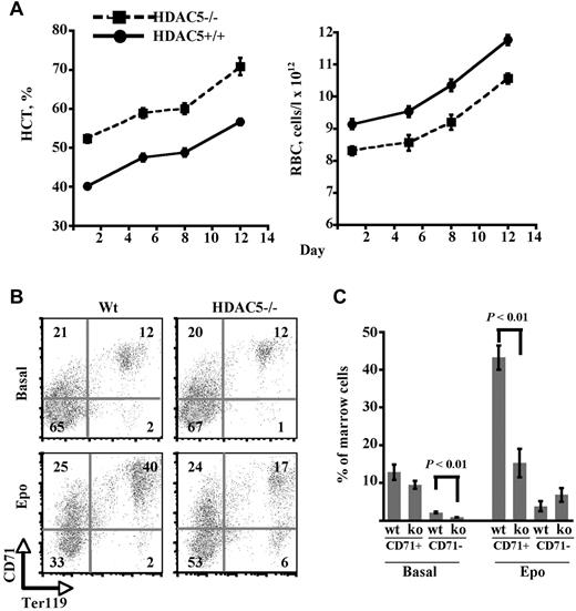 Figure 6. Altered marrow response to exogenous erythropoietin in HDAC5−/− mice. (A) Hematocrit (HCT) and RBC in adult WT and HDAC5−/− animals receiving weekly injections of the long-acting agent darbepoetin alfa. N = 6 animals/group. (B) Erythroid maturation in marrows of WT and HDAC5−/− mice after either no treatment (basal) or 3 injections of darbepoetin alfa (Epo). Flow cytometry for expression of CD71 and Ter119, with percentages shown within indicated quadrants. (C) Comparison of percentages of the less mature Ter119+ CD71+ progenitors and of the more mature Ter119+ CD71− progenitors. Composite of data from panel B analyzing marrows from WT or HDAC5−/− (KO) mice either untreated (basal) or darbepoetin-treated (mean ± SEM; n = 3/group).