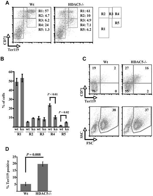 Figure 7. Enhanced ex vivo maturation of HDAC5−/− progenitors in the presence and absence of erythropoietin. (A) HDAC5−/− progenitors yield increased proportions of Ter119+ CD71Intermediate cells (R5) in erythropoietin-containing cultures. Sorted Ter119− CD71Bright progenitors from WT and HDAC5−/− adult marrows were cultured 3 days in G1ER maintenance medium with 2 U/mL erythropoietin. Flow cytometric plots show proportions of cells at indicated stages (R2-R5) of erythroid maturation, with gating on viable cells. (B) Composite of 3 experiments performed as in panel A comparing WT and HDAC5−/− (KO) progenitors (mean ± SEM). (C) Erythropoietin–independent erythroid maturation of HDAC5−/− progenitors. Flow cytometric plots from an experiment conducted as in panel A, except using medium lacking erythropoietin (gating on viable cells). (D) Composite of 3 experiments conducted as in panel C, showing percentage Ter119+ cells (mean ± SEM).