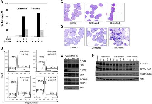 Figure 3. Treatment of Molm14 cells with FLT3 inhibitors. (A-B) Molm14 cells were exposed to quizartinib (10nM) or sorafenib (100nM) in suspension culture or coculture with BM stroma and analyzed for annexin V binding (A) and propidium iodide staining (B) by flow cytometry. (C-D) Molm14 cells were cocultured with stroma in the presence and absence of 10nM quizartinib for 24 hours, and then cells were collected and analyzed for morphology (C) and NBT reduction activity (D). (E) Molm14 cells were cocultured on stroma in the presence and absence of 10nM quizartinib. After 1 hour, cells were collected and lysates were analyzed by immunoblotting as described in “Immunoblotting.” (F) Molm14 cells were cocultured with stroma and quizartinib at the indicated concentrations. Cells were collected after 0, 4, 8, 12, and 24 hours of drug exposure and analyzed by immunoblotting for phosphorylated and total C/EBPα.