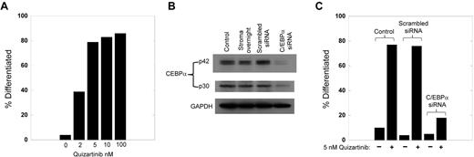 Figure 4. Knockdown of C/EBPa blocks the differentiation induced by FLT3 inhibition. (A) Molm14 cells were cocultured with stroma in the presence of increasing concentrations of quizartinib for 24 hours, and then cells were collected and analyzed for morphology. For each condition, 100 viable cells were counted and categorized as undifferentiated or differentiated. (B) Molm14 cells (2 million per sample) were incubated with siRNA for C/EBP-α (or scrambled control), electroporated, and then cocultured with stroma. After 24 hours, the cells were harvested, lysed, and analyzed for C/EBPα protein levels by Western blotting. Incubation for 48 hours led to identical results (not shown). (C) Molm14 cells were subjected to siRNA C/EBPa knockdown as in panel B, cocultured with stroma for 24 hours, and then treated with 5nM quizartinib. After 24 hours, the cells were harvested and examined and scored for morphologic changes as in panel A.