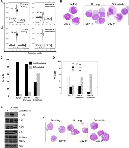 Figure 5. Treatment of primary patient blasts with FLT3 inhibitors. (A) Blasts from patient 7 were cocultured with stroma or grown in suspension culture overnight and then 200nM quizartinib was added to both cultures. Cells were incubated with drug for 48 hours and then stained with propidium iodide and analyzed by flow cytometry. Blasts from patient 7 were cocultured with stroma in the presence and absence of 200nM quizartinib for 14 days, and cells were collected and analyzed by light microscopy (B) and scored for differentiation (C). (D) Cells from panel B were also analyzed for the presence of differentiation markers by flow cytometry as described in “Flow cytometry.” (E) Blasts from patient 7 were cocultured with stroma overnight and then 200nM quizartinib was added. After 1 hour, cells were collected and lysates were analyzed by immunoblotting as described in “Flow cytometry.” (F) Blasts from a 52-year-old man with relapsed, refractory FLT3/ITD AML were cocultured on stroma as in panel B. Shown are cells harvested after 9 days of culture with or without quizartinib.