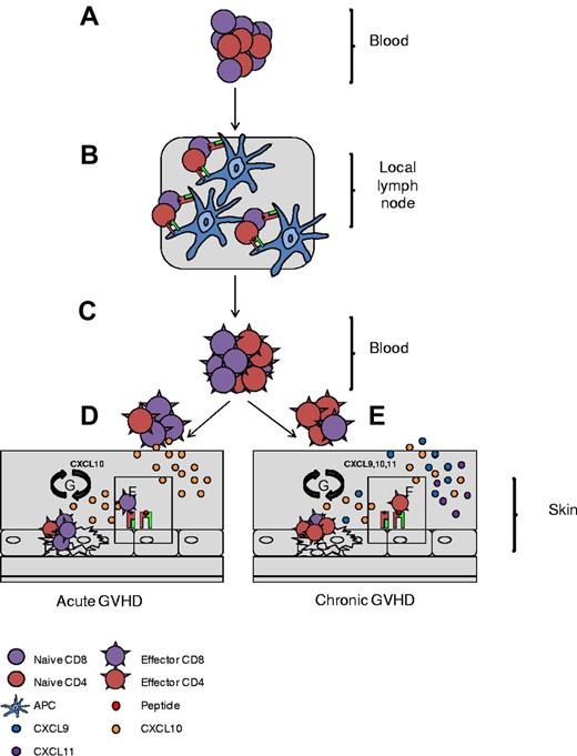 Figure 7. Schematic representation of CD4+ T-cell involvement in cGVHD pathogenesis. Naive T cells traffic to local lymph nodes (A), where they recognize recipient minor antigen (mAg) presented by APCs (B). (C) Primed naive cells convert to mAg-specific effector cells and exit the lymph nodes. (D-E) In aGVHD, CD8+ effectors migrate along a CXCL10 chemokine gradient toward the skin (D) and in cGVHD, CD4+ effectors are preferentially recruited via CXCL9, CXCL10, and CXCL11 chemokine gradients (E). (F) On entrance into the skin, CD4/CD8+ T cells recognize recipient mAg expressed on MHC I and MHC II, respectively. (G) Effectors then direct tissue-specific killing, promoting local cytokine and chemokine production and setting up a cycle of tissue destruction and further effector recruitment.