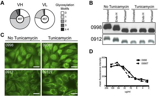 Figure 2. HEp-2 reactivity is not dependent on variable region oligomannose glycans. (A) Number of N-glycosylation motifs in heavy (VH) and light (VL) chain variable regions, not encoded by the germline sequence. The number of sequences analyzed is indicated in the center of the pie chart. (B) Tumor Igs from patients 0998 and 0912 were produced in the absence or the presence of tunicamycin to generate Ig lacking N-linked glycans. Tumor Igs were then treated with Endo H or PNGase F to confirm the presence or absence of oligomannose glycans or N-linked glycans, respectively. Proteins were separated by SDS-PAGE and immunoblotted for human IgG. (C) HEp-2 IFA staining patterns of tumor Igs with and without (indicated by a “T”) N-linked glycans. Results are representative of 2 independent experiments. (D) Intracellular flow cytometric titration curve of HEp-2 cells stained with tumor Ig with and without (indicated by a “T”) N-linked glycans. Results are representative of 2 independent experiments.