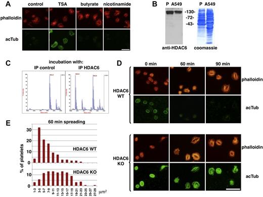 Figure 2. HDAC6 mediates tubulin deacetylation during platelet activation. (A) Human platelets were fixed after 30 minutes of spreading in the absence or presence of 100 ng/mL TSA, 10mM Na-butyrate, or 5mM nicotinamide and stained using an antiacetylated tubulin antibody and phalloidin-rhodamine for the actin cytoskeleton. (B) Western blot of a human platelet lysate and a lysate of the human lung carcinoma cell line A549 (cultured in RPMI 1640/10% FCS; 70 μg/lane) revealed with an anti-HDAC6 antibody (Santa Cruz Biotechnology; sc-11420), followed by Coomassie staining of the transfer membrane. (C) Anti-HDAC6 antibodies were used for immunoprecipitation from a human platelet lysate, and unspecific IgGs were used as control. Immune complexes were incubated with an acetylated tubulin peptide (MW 1893), which was then analyzed by mass spectrometry for loss of acetylation (loss of 42 Da). Incubations with control IgGs resulted in 0% deacetylation versus 55.1% ± 2.9% deacetylation for incubations with HDAC6 immune complexes (n = 3). (D) HDAC6 WT and KO platelets in the resting state or spread for 60 and 90 minutes on glass surfaces were fixed and stained with phalloidin-rhodamine and an acetylated tubulin antibody as indicated. (E) Quantification of the surface area occupied by the actin cytoskeleton using images taken as in Figure 2D for phalloidin-rhodamine stainings after 60 minutes of spreading. The histogram represents the percentage of platelets present in different size categories as indicated on the x-axis; ∼ 150 platelets were counted for each condition of a typical experiment repeated 4 times. Scale bars represent 10 μm.