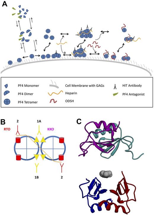 Figure 1. Oligomerization of the HIT antigen. (A) PF4 and ULC formation and dissociation. PF4 tetramers exist in a dynamic equilibrium with dimers and monomers. Under normal circumstances, tetramerization is favored when PF4 is bound to cellular GAGs (right pointing arrow on left side of figure), leading to a high surface density of PF4 and a propensity to form oligomers that are capable of binding multiple HIT antibodies. Heparin promotes the formation of PF4 ULCs in solution and on cell surface GAGs, which clusters antibody as well. The addition of 2-O, 3-O desulfated heparin (ODSH) disrupts ULCs into smaller complexes that bind fewer antibodies (right side of figure). Similarly, PF4 antagonists impede PF4 tetramerization (upward pointing arrows on left side of figure), leading to a lower surface density of PF4 tetramers, less propensity to form ULCs, and fewer sites for antibody binding. (B) Schematic of pathogenic versus nonpathogenic antibody binding. Simplest model showing distinction between effects of heparin on binding of pathogenic (KKO) and nonpathogenic (RTO) anti-PF4 antibodies. Heparin (orange) binds to a circumferential band of cationic residues on the surface of each PF4 tetramer (blue); the interrupted line represents binding to the distal side of the tetramer. Heparin neutralizes cationic charge repulsion among PF4 tetramers forming oligomeric complexes (shown here as a dimer for simplicity), which approximates the binding sites for KKO (panel B 1A,1B). Epitope approximation increases the avidity of KKO through increased proximity to more than 1 binding site on PF4 (1B). Some KKO antibodies may bind to epitopes on neighboring tetramers stabilizing ULCs induced by heparin (1A). In contrast, heparin has no such effect or may partially inhibit exposure of the epitope recognized by RTO (2). (C) Disruption of PF4 tetramerization. Two PF4 dimers are shown as ribbon diagrams based on the published crystal structure. A PF4 antagonist (gray) is bound to the lower dimer (red/blue) preventing association with the upper dimer (purple/cyan).