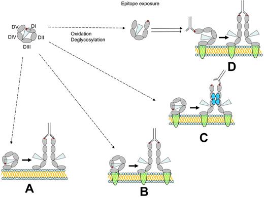Figure 2. Exposure of the APS antigen. The APLA epitope in β2GPI domain 1, composed at least in part by Arg39-Arg43, may become exposed and recognized by anti-β2GPI antibodies. Circulating β2GPI to be largely in a circular conformation (top left), in which this epitope (red dot) is not exposed. Shielding of this epitope may result from interactions between domain 1 (DI) and domain 5 (DV), or possibly by steric effects of carbohydrate residues originating from domains 3 (DIII) and 4 (DIV) (represented by the blue triangle). (A) Depicts “unfolding” of circular β2GPI to a fishhook-like shape after binding to anionic phospholipid. Binding to this surface is mediated by domain 5 and results in exposure of the domain 1 epitope. Binding of bivalent anti-β2GPI antibodies to the exposed epitope may then promote functional β2GPI dimerization. However, to stimulate unactivated cells, this complex would need to dissociate from phospholipid and subsequently bind cellular receptors. (B) Depicts the proposed effect of direct binding of β2GPI to putative cellular receptors (annexin A2, apoER2, GPIb; green semicircles). Subsequent β2GPI unfolding and cross-linking by anti-β2GPI antibodies may activate cells directly through receptor oligomerization. (C) Shows how binding of β2GPI to cellular receptors may lead to unfolding and subsequent cross-linking by PF4 tetramers depicted in blue. Cross-linking via PF4 might directly activate cells or facilitate the ability of anti-β2GPI antibodies to cross-link β2GPI. (D) Shows how partial epitope exposure may be induced by β2GPI deglycosylation, oxidation, or interactions with proteins and/or proteases derived from infectious agents. Subsequent binding of anti-β2GPI anti-bodies may then occur coincident with binding of β2GPI to cellular receptors. Antibody binding may stabilize and promote the unfolded conformation of β2GPI.