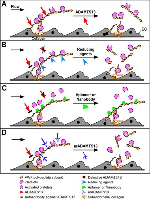 Figure 3. Nonimmunosuppression strategies to treat autoantibody-mediated TTP. VWF is secreted from activated endothelial cells as ULVWF multimers, which recruit flowing platelets and form thrombi. (A) In the presence of flow and/or platelet binding, VWF is stretched to expose its A2 domain that is cleaved by ADAMTS13, resulting in dissociation of platelet aggregates. (B) In the absence of ADAMTS13 activity because of hereditary mutations of ADAMTS13 or acquired autoantibodies that block ADAMTS13 function, a disulfide bond reducing agent, such as N-acetylcysteine, or the C-terminal TSP1 repeats of ADAMTS1399,100 may be able to reduce the disulfide bridges linking VWF polypeptide subunits disassembling the VWF multimers. (C) In the setting of insufficient ADAMTS13 activity as described in panel B, aptamer or nanobody may bind to the VWF-A1 domain, inhibit the interaction between ULVWF and platelet receptor GPIb, and eliminate thrombus formation under flow. (D) Anti-ADAMTS13 inhibitory autoantibodies may be bypassed through the use of novel recombinant ADAMTS13 preparations that have been engineered to retain VWF cleaving activity while deleting autoantibody-binding epitopes.