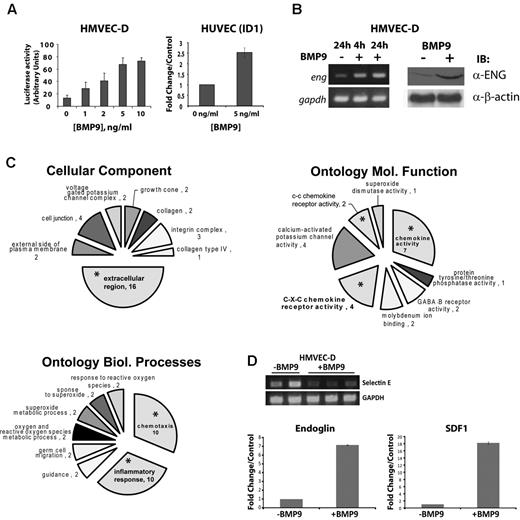 Figure 1. BMP9 treatment of endothelial cells results in a prominent chemokine response. (A) HMVEC-D were transfected with BRE-Luciferase reporter construct and then treated with increasing doses of recombinant BMP9 for 24 hours. Cells were collected and analyzed for Luciferase activity. Data were normalized to the pGL3 empty Luciferase reporter. Data are mean ± SEM. Endothelial cells responded to physiologically relevant concentrations of recombinant BMP910 with dose-responsive increases in BRE-Luciferase promoter activity (left panel), which is confirmed by quantitative RT-PCR for BMP-responsive ID1 mRNA (right panel). (B) HMVEC-D were treated with 5 ng/mL BMP9 (+) or control (−), and total RNA and cell lysates were collected for analysis. RT-PCR (left panel, 4 or 24 hours after BMP9 treatment) and Western blotting (right panel, 24 hours after BMP9 treatment) show increased endoglin transcript and protein levels in response to BMP9 stimulation. (C) Cell component, Gene Ontology for biologic processes, and molecular function (x-ray/ANOVA) analyses suggest that BMP9 stimulation predominantly results in an alteration in endothelial cell extracellular protein expression and adhesion (upper left profile), chemokine receptor (right panel), and chemotaxis/inflammatory responses (lower left profile). Asterisks indicate emphasized extracellular, chemokine-related, and inflammatory pathways. (D) RT-PCR confirmation of the BMP9 down-regulated gene, E selection. Inset: Independent duplicate control untreated and triplicate cDNA preparations treated with 5 ng/mL BMP9. Quantitative real-time RT-PCR measurements indicate that BMP9 (5 ng/mL) produces 7- and 18-fold increases in endoglin and SDF1 mRNA expression at 24 hours after treatment, respectively. Bars represent the mean ± SE for 3 experiments.