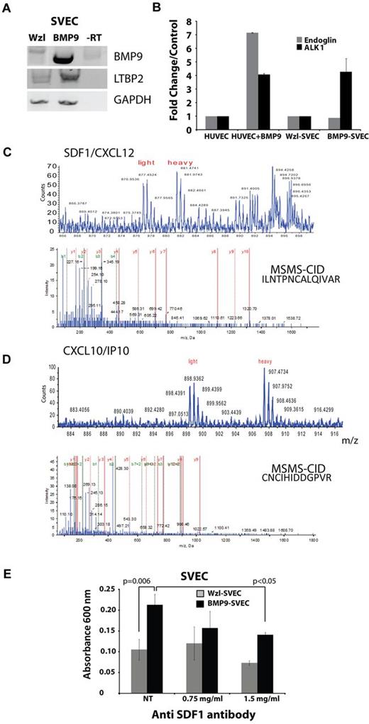 Figure 2. BMP9 expression causes up-regulation of secreted regulatory factors. (A) RT-PCR of control and BMP9-transduced SV40-transformed SVECs. (B) Real-time quantitative RT-PCR measurement of endoglin and ALK1 expression in HUVECs (with and without BMP9 treatment for 24 hours) and SVECs (control and constitutively expressing BMP9). (C-D) Quantitative ICAT-based mass spectrometry (top panels) and collision-induced decay MSMS-based (MSMS-CID) protein sequence identification (bottom panels) of the chemokines CXCL12 (SDF1, C) and CXCL10 (IP10, D) in SVECs transduced with BMP9. (E) Transwell migration of BMP9-expressing and control SVECs, in the presence and absence of a neutralizing anti-SDF1 antibody. P values are from experiments conducted in triplicate.