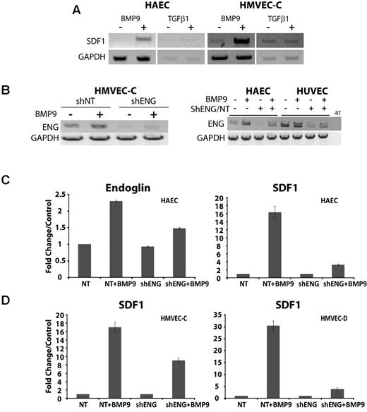 Figure 3. BMP9-dependent induction of SDF1 expression is promoted by endoglin and is dependent on endothelial cell type. (A) The ligand specificity for the up-regulation of SDF1 expression in HAEC and HMVEC-C was analyzed by RT-PCR after treatment with 5 ng/mL BMP9 or 10 ng/mL TGF-β1. (B) RT-PCR of HMVEC-C demonstrated up-regulation of endoglin in response to treatment with BMP9 (5 ng/mL, 24 hours) and is impaired by endoglin suppression. (C) Real-time quantitative RT-PCR of endoglin and SDF1 cDNA induction by BMP9 in HAECs, in the presence of control shNT or shENG suppression. (D) Quantitative RT-PCR of SDF1 cDNA induction by BMP9 in HMVEC-C and HMVEC-D cell culture in the presence of control shNT or shENG suppression. Error bars represent mean ± SE for 3 experiments.