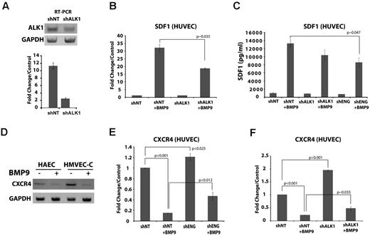 Figure 4. BMP9-dependent SDF1 induction is coordinated with CXCR4 repression. (A) RT-PCR (top panel) and quantitative RT-PCR (bottom panel) of HUVEC cDNA after ALK1 shRNA treatment. Bars represent the mean ± SEM; n = 3 experiments. (B) shRNA suppression of ALK1 inhibits the BMP9-dependent induction of SDF1 mRNA. (C) ELISA for CXCL12/SDF1 protein secreted into the conditioned medium of untreated control and BMP9-treated HUVECs, showing the effect of knockdown of endoglin and ALK1. Bars represent the mean ± SE for 3 experiments. (D-F) BMP9 repression of CXCR4 receptor mRNA expression. (D) RT-PCR indicated that the SDF1 chemokine receptor, CXCR4, was repressed by BMP9 in primary endothelial cells; shown are HAECs and HMVEC-C. (E-F) Quantitative RT-PCR indicating that BMP9 (5 ng/mL, 24 hours) repression of CXCR4 mRNA HUVECs requires endoglin and ALK1. BMP9-dependent repression was relieved after shRNA suppression of either endoglin (E; P = .012) or ALK1 (F; P ∼ .033).