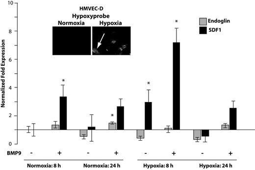 Figure 5. BMP9 potentiates early endothelial cell response to hypoxia. HMVEC-D microvascular cells were incubated under standard normoxic (5% CO2, 95% air) or hypoxic conditions achieved by repeated purging with a mixture of 5% CO2, 1% O2, and 94% N2. Cells were treated with 5 ng/mL BMP9 as indicated, and quantitative RT-PCR was used to quantify endoglin and SDF1 mRNA levels. The normalizing control was normoxia in the absence of added BMP9. Error bars represent SEM for duplicate experiments. Establishment of hypoxia was independently judged effective by staining cells with the oxygen-sensing dye pimonidazole (Hypoxyprobe51). The dye, which is not detectable under normoxia, becomes fluorescent in at levels of oxygen approaching 1% (arrow, inset panels). *P < .05.