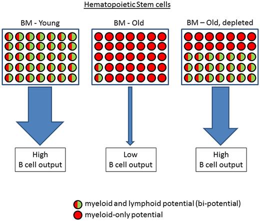 Figure 1. Proposed model for changes in the cellular composition of the HSC compartment with aging. In young mice (left), the frequency of bipotential HSCs is high and thus supports high output of B cells from the BM. With aging (middle), long-lived memory B cells accumulate in the periphery, thus reducing the “need” for production of new B cells. To facilitate this, the HSC composition changes and is dominated by myeloid-only potential HSCs, leaving only a small number of bipotential HSCs. With depletion of the long-lived B cells (right), the peripheral “need” for B cells stimulates expansion of the bipotential HSCs to reactivate B lymphopoiesis in the aged BM and revives the flow of new B cells from the BM to the periphery.