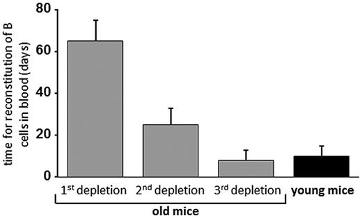 Figure 2. Regeneration of B cells in mice after depletion. Old mice were treated for multiple rounds of B-cell depletion and were followed for the kinetics of B-cell return by analysis of peripheral blood. The second and the third depletion events were introduced only after > 80% reconstitution was achieved. Gray bars represent the average time for B-cell reconstitution after each depletion, and black bar, the time needed for B-cell reconstitution in young mice. These data summarize the experiments of Keren et al.48