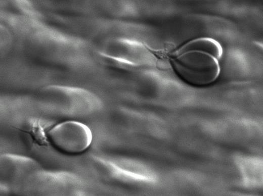 Fig 1a:. Erythrocyte binding to platelets under flow