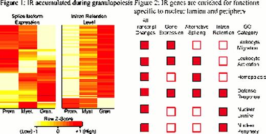 Figure 1,. intron retaining transcripts were predominantly accumulated during differentiation, with low levels in promyelocytes, increasing through myelocytes to the highest levels in granulocytes. These genes include those with functions specific to granulocytes (Lyz2 and MMP8) and those governing the nuclear architecture (Lmnb1, Lmnb2, Lbr and Npm1), consistent with the unique change of nuclear morphology from promyelocytes to granulocytes. Figure 2, IR was significantly associated with nuclear localisation and functions involving the nuclear periphery. Subsequent mRNA-seq and IRFinder analysis of FACS purified human granulocytes displayed significant overlap of intron retaining genes between human and mouse (71/86 genes, P=2.85E-22, hypergeometric test), showing that IR is conserved between these two species. Inhibition of nonsense-mediated decay (NMD) in primary granulocytes using caffeine coupled with actinomycin D resulted in marked accumulation of 39/86 intron retaining transcripts (P<0.05, RUV procedure with Holm-Bonferroni correction), indicating that intron retaining transcripts are subjected to degradation by NMD. Mass spectometry analysis detected proteins encoded by 21 NMD-regulated intron-retaining genes. There was a strong negative correlation of protein expression with levels of IR (P=0.0015, binomial test). In mouse bone marrow reconstitution experiments, we showed that enforced re-expression of the Lmnb1 gene, which displayed the highest levels of endogenous IR led to decreased granulocyte cell count, increased nuclear volume by 30% and altered nuclear morphology. We conclude that IR coupled with NMD is a conserved physiological mechanism that may provide an energetically favourable level of gene expression control during granulopoiesis. Our findings establish a foundation to examine the role of IR- coupled NMD in normal haemopoiesis as well as in hemopoietic diseases now known to be affected by mutations of splicing factors.