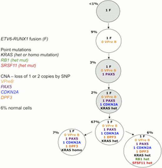 Figure 1. This sub-clonal genetic architecture depicts the branching structure found for Case B, illustrating that in this case the ETV6-RUNX1 fusion was the earliest genomic event, followed by CNAs and the acquisition of point mutations. Those populations highlighted grey are within the experimental error rate but potentially true populations.