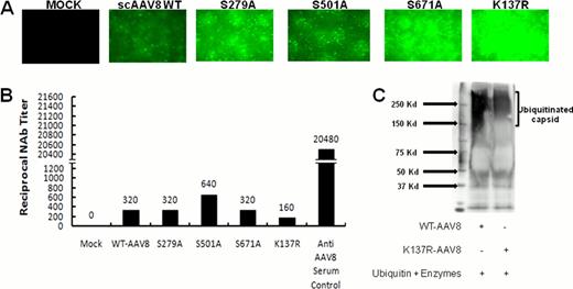 Figure 1:. Efficacy of novel AAV8 S>A and K>R vectors (A) EGFP expression in hepatocytes 4 weeks post administration of AAV8 vectors in C57BL/6 mice, (B) Neutralization antibody levels against AAV8 vectors (C) Ubiquitination levels of K137R-AAV8 compared to the WT-AAV8 vector.