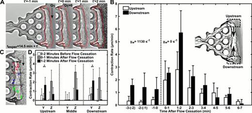 Figure 1. Flow arrest triggers clot contraction. A thrombus formed in the absence of thrombin and presence of fluorescent 50 nm beads was rinsed with Ca2+ buffer for 4.5 min before the cessation of flow caused a rapid contraction. The outline of a pre-retracted thrombus (t'=−1 min) shows the inward retraction of the thrombus following flow stoppage (t'=0 to 2 min) (A). Contraction rate of the upstream and downstream sections of the thrombus were measured before and after flow arrest (n=3 donors) (B). Trajectories of the 50 nm beads represent the contractile response of the thrombus at upstream (red, n=6), middle (blue, n=3), and downstream (green, n=6) locations (C). Stopping the flow caused a significant increase in contraction rate in the Y and Z directions. To quantify these rates, the times before (0–2 min) and after flow cessation (0–1 min, 1–2 min) were monitored for bead velocity in the three sections of the thrombus (D). Downstream contraction rate in Y direction is shown as absolute value for contraction toward the middle region. *, P<0.01; error bars indicate mean ± SD.