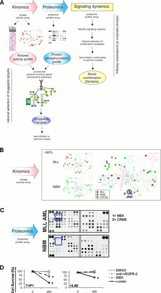 Figure 1. Kinomics, proteomics, and signaling dynamics for novel combination therapies in MLL-rearranged AML . / (A) Overall study design for novel combination therapies (B) Constructed kinome trees showing the overall kinase derived peptide activity in 15 individual primary MLL-rearranged AML samples versus 5 NBM samples to identify the distribution and the overlap of kinase activity. Combined kinome trees revealed induced JNK annotated peptide activity in MLL-rearranged AML. (C) Representative protein kinase phosphorylation arrays of primary MLL-rearranged AML (n=9 in total) versus NBM (n=4 in total). Phosphoproteomic analysis identified induced phosphorylation levels of MEK and CREB protein kinases in MLL-rearranged AML. (D) Evaluation of AML cell survival of an anticipated successful combined therapeutic strategy in MLL-rearranged AML, showing the synergistic beneficial effect of combined MEK and VEGFR-2 inhibition in MLL-rearranged AML cell line THP-1.