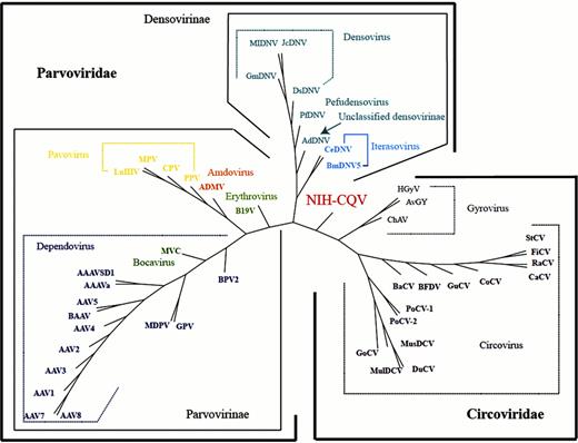 Figure 1,. whole-proteome tree of the new parvovirus and members of the families Parvoviridae and Circoviridae.