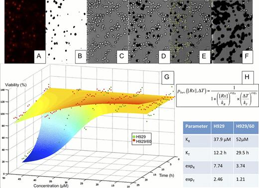 Fig. 2. Drug resistance heterogeneity in MM. The human MM cell lines H929 and H929/60, resistant to HYD-1 were suspended in matrigel and loaded in a microfluidic chamber, across which a stable drug (HYD-1) gradient (from 0 to 50uM) was established. The media contained a fluorescent dye to mark the nuclei of dead cells (A). The fluorescent channel was converted to a black and white mask (B), which was superimposed to the brightfield channel (C), removing the dead cells (D). The number of live cells for each region of interest (ROI), or drug concentration, was quantified (E). After 24h of drug exposure the number of live cells is significantly reduced (F). Through non-linear regression (G), we determined the parameters of dose response of each population (H).