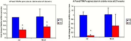 Figure 1, A and B. Expression levels of AP and TRAP mRNA in RNA derived from bone in trait and sickle mice.
