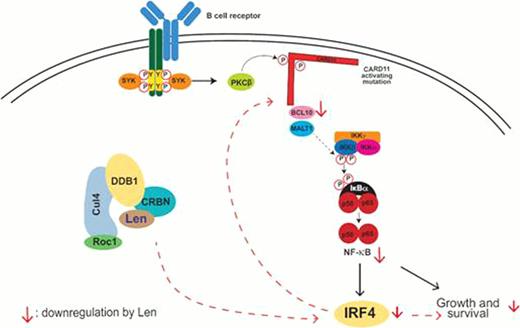 Figure. Molecular mechanisms of differential efficacy of lenalidomide on subtypes of diffuse large B-cell lymphoma