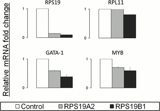 Figure 1. Quantitative RT-PCR results showing the relative mRNA fold change of selected ribosomal proteins and key erythroid transcription factors in a Doxycycline-inducible RPS19 knockdown model of DBA in the human TF1.8 cell line. Data were normalised to β-actin mRNA expression. Charts reflect the combined data from three biological replicates (with the exception of RPL11 which is from a single biological replicate), with the relative fold change measured against vector-only control cells in the presence of Doxycycline.