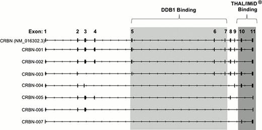 Figure 1:. CRBN mRNA Isoforms Identified in H929 MM Cells