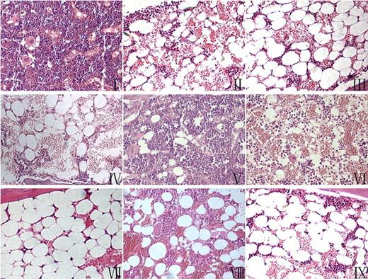 Figure 1. Histological observation of mouse bone marrow of each group on the 9th day (× 100).