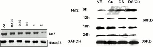 Figure 1. Bi phase regulation (right) and decrease (left) of Nrf2 expression in Molt4 (left) and Raji (right) cells