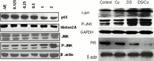 Figure 2. Inhibition of P65 activity and activation of JNK by DS/Cu in Molt4 (left) and Raji (right) cells