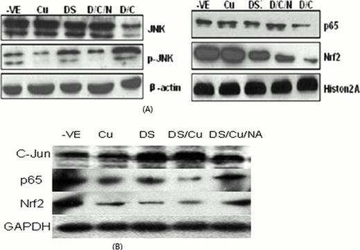 Figure 3. Partially restoration of Nrf2 nucelar translocation, block of inhibition of P65 activity and activation of JNK in Molt4 (A) and Raji (B) cells