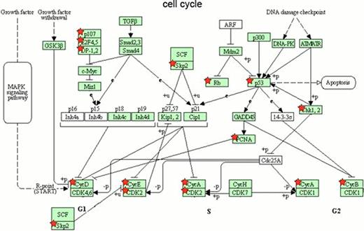 Fig. 1. Schematic illustration of cell cycle functional enrichment analysis by DAVID in Tg(MYCN:HSE:EGFP) zebrafish line.