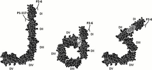 Fig. 1. Binding sites of antibodies P1-117 and P2-6 on the J-shaped and native (circular or S-shaped) conformation of b2GPI