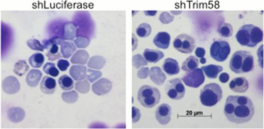 Figure 1. Compared to control shRNA treatment (shLuciferase), Trim58 knockdown (shTrim58) in differentiating primary murine erythroblasts causes a late maturation block with reduced reticulocytes and accumulation of multinuclear erythroblasts.
