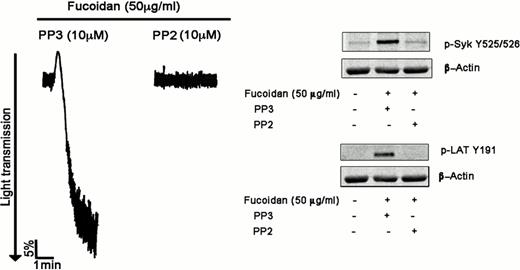 A) Fucoidan induces platelet activation: Washed aspirin-treated human platelets were stimulated with increasing concentrations of fucoidan at 37°C. Platelet aggregation was measured using a Lumi-aggregometer. The tracings are representative of data from at least three independent experiments. . / B) Effect of SFK inhibition on fucoidan-induced platelet activation: Washed aspirin-treated human platelets were pre-treated with SFK inhibitor PP2 10uM or PP3 (vehicle) at 37°C for 5 min followed by stimulation with fucoidan (50 ug/ml) for 3 minutes under stirred conditions. Platelet aggregation was measured using Lumi-aggregometer and effect on phosphorylation of Syk (Y525/26) and LAT (Y191) in the presence of SFK inhibitor PP2 an PP3 (control) were analyzed. The results are representative of data from platelets at least three independent experiments. . / C) Identifying a possible receptor for fucoidan on platelets: Wild type, FcRg-chain or CLEC-2 null murine platelets were stimulated with fucoidan (50 ug/ml) at 37°C under stirred conditions and aggregation was measured using Lumi-aggregometer.