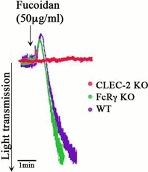 A) Fucoidan induces platelet activation: Washed aspirin-treated human platelets were stimulated with increasing concentrations of fucoidan at 37°C. Platelet aggregation was measured using a Lumi-aggregometer. The tracings are representative of data from at least three independent experiments. . / B) Effect of SFK inhibition on fucoidan-induced platelet activation: Washed aspirin-treated human platelets were pre-treated with SFK inhibitor PP2 10uM or PP3 (vehicle) at 37°C for 5 min followed by stimulation with fucoidan (50 ug/ml) for 3 minutes under stirred conditions. Platelet aggregation was measured using Lumi-aggregometer and effect on phosphorylation of Syk (Y525/26) and LAT (Y191) in the presence of SFK inhibitor PP2 an PP3 (control) were analyzed. The results are representative of data from platelets at least three independent experiments. . / C) Identifying a possible receptor for fucoidan on platelets: Wild type, FcRg-chain or CLEC-2 null murine platelets were stimulated with fucoidan (50 ug/ml) at 37°C under stirred conditions and aggregation was measured using Lumi-aggregometer.