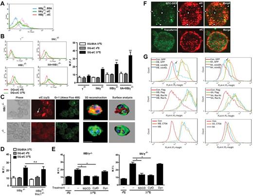 Figure 1. FcγRIIIB- and FcγRIIA-expressing neutrophils internalize immune complexes in vitro. (A) Mature neutrophils isolated from the bone marrow of γ−/− mice expressing FcγRIIA (IIA/γ−/−) or FcγRIIIB (IIIB/γ−/−) were incubated with FITC-BSA or FITC-BSA/anti-BSA IC (sIC) at 4°C. Fluorescence associated with samples was evaluated by flow cytometric analysis of Gr-1–positive gated neutrophils, a representative histogram of which is shown. (B) BMNs from indicated mice incubated with DQ-BSA alone or DQ-BSA/anti-BSA (DQ-sIC) at 4°C for 1 hour were further incubated for 1 hour at 4°C, or at 37°C to promote IC uptake. Fluorescence associated with samples was evaluated by flow cytometric analysis of Gr-1–positive gated neutrophils, representative histograms of which are shown (left panel). The average mean fluorescence intensities (M.F.I) obtained by flow cytometry are shown for each mouse strain (right panel). **P < .01, ***P < .001, compared with DQ-BSA alone within each genotype. (C) FITC-anti–Gr-1–labeled BMNs (green) from indicated mice were incubated with ICs labeled with Cy3 secondary antibody (red) at 37°C and subjected to analysis by laser scanning confocal microscopy. Serials of Z slices were acquired by confocal microscopy (left panels) followed by 3D reconstruction and surface analysis (right panels). IC-positive intracellular puncta (arrow) in FcγRIIIB-positive neutrophils were also positive for Gr-1, another GPI-anchored protein. (D) BMNs from FcγRIIIB/γ−/− mice or FcγRIIIB/γ−/− lacking Mac1−/− (IIIB/γ−/−/Mac-1) were incubated with DQ-BSA/anti-BSA and assessed as described in panel B. n.s. indicates not significant. (E) Internalization of DQ-BSA/anti-BSA sIC by FcγRIIIB (left panel) and FcγRIIA (right panel) expressing neutrophils pretreated with DMSO (−), cytochalasin D (cytD), MβCD, or dynasore (Dyn) was analyzed as in panel B. *P < .05, compared with DMSO control. (F) FcγRIIIB was transiently expressed in HEK293A cells. Transfected cells incubated with soluble ICs labeled with cy3 secondary antibody (red) combined with FITC-dextran (70 kDa, green, top panel) or Alexa-488–transferrin (green, bottom panel), were evaluated by laser scanning confocal microscopy. Intracellular ICs colocalized with Dextran-containing (arrowheads) but not transferrin-containing intracellular compartments. (G) FcγRIIA or FcγRIIIB stably expressing HEK293A cells were transfected with GFP or GFP-cdc42N (dominant negative) or GFP-cdc42L (constitutive active; top panels), flag-Control or myc-Rac1N (dominant negative), or myc-Rac1L (constitutively active; middle panels) constructs or pretreated with a Rho inhibitor CT04 (bottom panels). Cells were incubated with cy5-labeled sICs. Top panels: GFP-positive cells were analyzed for sIC uptake by flow cytometry. Middle panels: Cells were fixed, permeabilized, and stained with anti-myc or anti-flag antibody followed by Alexa488 anti–mouse antibody. Cells positive for myc or flag were analyzed for sIC uptake by flow cytometry. Bottom panels: Cells were directly analyzed by flow cytometry. Of all the treatments, only constitutively active cdc42 (arrows) decreased sIC uptake by FcγRIIIB and FcγRIIA. N = 3 or 4 independent experiments for panels A-E and G. N = 2 independent experiments for panel F.