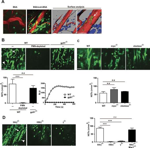 Figure 2. Engagement of FcγRs results in the formation of neutrophil extracellular traps in vivo. Requirement for FcγRIIA but not the NADPH oxidase, myeloperoxidase (mpo), or neutrophil elastase. The RPA was induced in the cremaster of mice. After 3 hours, the cremaster muscle was exteriorized for intravital microscopy, and the mice were given an intravenous injection of Sytox Green, a DNA binding dye, and tetramethylrhodamine (TRITC) conjugated Dextran (70 kDa), which delineates blood vessels. (A) Left panel: NET-like structures (green) were observed in wild-type (WT) mice subjected to the RPA (BSA/anti-BSA) but not in mice given BSA alone that localized primarily to the extravascular space. Scale bar represents 50 μm. Middle and right panels: The image (BSA/anti-BSA) was subjected to surface analysis of blood vessels (red) and extravascular (blue) and intravascular (green) NET structures. The analysis confirmed the presence of NET-like structures mostly in the extravascular space with a very small fraction present within blood vessels (arrow). (B) Top panels: NET-like structures (arrow) were visible in the cremaster muscle of WT mice (WT, −), although they were absent in WT mice treated with neutrophil-depleting Gr-1 antibody (WT, PMN-depleted). NET-like structures were visible in gp91−/− mice 3 hours after RPA. Scale bar represents 50 μm. Bottom left panel: A graph of the average ± SEM of the number of NETs per millimeter squared of cremaster tissue (n/mm2) for each genotype/condition is shown. N = 3 independent experiments. ***P < .001. n.s. indicates not significant. Bottom right panel: Neutrophils isolated from wild-type and gp91−/− mice were treated with PMA, and ROS generation was evaluated in real-time using a luminol-based assay. (C) Top panels: NET-like structures were visible in the cremaster muscle of WT, mpo−/−, and elastase −/− mice subjected to the RPA. Bottom panel: The quantification of NETs was conducted as described in panel B. N = 3 or 4 mice per genotype. (D) NETosis was evaluated in FcγRIIA/γ−/−, FcγRIIIB/γ−/−, γ−/− mice, and FcγRIIA/γ−/−/Mac-1−/− mice subjected to the RPA. Left panels: NET-like structures were present in the cremaster muscle of FcγRIIA/γ−/−, but not FcγRIIIB/γ−/− or γ−/− mice. In FcγRIIIB/γ−/− and γ−/− mice, Sytox Green was present within cells, which probably reflect the presence of permeable neutrophils. Scale bar represents 50 μm. Right panels: The quantification of NETs for indicated animals was conducted as described in panel B. n = 3 mice per group. ***P < .001. (B-D) Signals coming from Sytox Green-positive intact cells (arrowhead), excluded from this analysis, were similar in all groups.