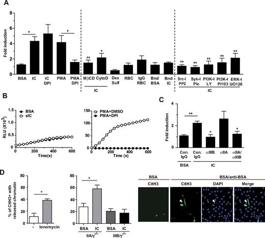 Figure 3. Soluble ICs induce NETs in vitro in human neutrophils that is dependent on endocytosis and is NADPH oxidase independent. (A) Freshly isolated human peripheral blood neutrophils were incubated without or with BSA, BSA/anti-BSA ICs, RBCs, rabbit IgG-opsonized RBCs, plate-bound BSA (Bnd BSA), plate-bound BSA/anti-BSA ICs (Bnd IC), or dextran sulfate for 3 hours at 37°C in the presence or absence of indicated inhibitors. Neutrophils were incubated with PMA for 6 hours as a positive control. For inhibitor studies, cells were pretreated with DMSO (−), diphenylene iodonium (DPI, ROS inhibitor), MβCD (lipid raft inhibitor), cytochalasin D (cytoD; inhibitor of actin polymerization), PP2 (Src inhibitor), piceatannol (Syk inhibitor), LY29004 (PI3K inhibitor), PI103 (PI3K inhibitor), or UO126 (ERK inhibitor) for 30 minutes before incubation with BSA/anti-BSA IC for 3 hours. Sytox Green was added to the supernatant of cells to detect DNA. The fold increase in fluorescence in samples compared with that detected in neutrophils incubated with buffer alone was calculated. IC-treated neutrophils released more DNA than those treated with BSA. Inhibitors of endocytosis blocked NETs. IgG-coated RBCs, bound BSA/anti-BSA ICs, and dextran sulfate failed to induce NETs. N = 3-20 independent experiments. For cells treated with IC alone, *P < .05 compared to cells treated with BSA. For cells treated with PMA and DPI, *P < .05 compared to cells treated with PMA alone. For cells treated with IC and inhibitors, *P < .05, **P < .01 compared to cells treated with IC alone. (B) Human neutrophils were incubated with BSA alone or sICs (left panel), or PMA in the presence and absence of DPI (right panel). Real-time generation of ROS generation was monitored using a luminol-based assay, representative profiles of which are shown. N = 2 independent experiments. (C) Human neutrophils were preincubated with functional blocking antibody to FcγRIIA (αIIA), and/or FcγRIIIB (αIIIB) or their isotype IgG control antibodies for 20 minutes before an additional 15-minute incubation with sICs. NET formation was inhibited in samples containing an FcγRIIIB blocking antibody. N = 3 independent experiments. For cells treated with IC and control IgG, **P < .01 compared to cells treated with BSA and control IgG. For cells treated with IC and blocking antibodies, *P < .05 compared to cells treated with IC and control IgG. (D) Left panel: Murine peripheral blood wild-type neutrophils were incubated with RPMI or ionomycin (positive control) for 2 hours at 37°C. Middle panel: Indicated transgenic murine neutrophils were incubated with BSA or BSA/anti-BSA ICs for 2 hours at 37°C. Fixed and permeabilized cells were stained for CitH3 and DAPI. The percentages of CitH3-positive cells with released chromatin (ie, number of neutrophils with NET structures divided by the total number of CitH3-positive cells × 100) were determined after the indicated treatments. N = 3 independent experiments. Right panel: Representative pictures of FcγRIIA expressing neutrophils treated with BSA or BSA/anti-BSA. Released chromatin (arrowhead) colocalized with DAPI-positive extracellular DNA.