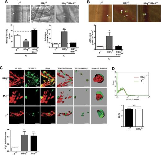 Figure 4. The leukocyte integrin Mac-1 promotes FcγRIIIB-mediated neutrophil recruitment to intravascular ICs and FcγRIIIB mediates IC uptake from within the vessel wall. (A-B) Mice were injected intravenously with preformed soluble ICs, and the rolling velocity and adhesion of leukocytes in the cremaster venules were evaluated. (A) Representative pictures of postcapillary venules from indicated mice with rolling (arrow) and adherent (arrowhead) neutrophils. In FcγRIIIB/γ−/− mice, IC deposition slowed the velocity of rolling neutrophils and increased their adhesion compared with γ−/− mice, and FcγRIIIB/γ−/− mice without soluble ICs (dotted line). Neutrophils of FcγRIIIB/γ−/− mice additionally deficient in Mac-1 no longer supported slow rolling and adhesion. N = 5 mice per group. (B) Wild-type mice were given soluble ICs intravenously and TNF-primed bone marrow–derived, CMFDA-labeled neutrophils from FcγRIIIB/γ−/− mice or the same lacking Mac-1 (IIIB/γ−/−/Mac1−/−) were adoptively transferred via the jugular vein. IC deposition increased adhesion of FcγRIIIB-positive neutrophils, although this was not observed with FcγRIIIB-expressing neutrophils that lacked Mac-1. N = 4 mice per group. (C) Soluble ICs generated with BSA and anti-BSA and incubated with Cy3-secondary antibody (sIC, Cy3; red) were injected intravenously together with FITC-labeled Gr-1 antibody, which labels peripheral blood neutrophils (Gr-1, FITC; green). The cremaster of anesthetized animals was exteriorized, and neutrophil-vessel wall interactions were examined by intravital confocal microscopy. Left 3 panels: Slices along the Z-axis were acquired and reconstructed into 3-D Z stacks. The merges of the 2 images are also shown. The images were subjected to surface analysis with Imaris ×64 Version 7.4.2 Software (Bitplane Scientific). Right 3 panels: Surfaces were created from Cy3 (red) and FITC channels (green). sIC (red) within the cell was visualized by creating a surface object from FITC-masked Cy3 channel in 50% transparent neutrophils. Rightmost panel: Neutrophils were cut with a clipping surface through the FITC channel to visualize Cy3 signal only within the cells. IC internalization was determined by calculating the volume ratio between the 2 surfaces objects created by FITC-masked Cy3 (red) and FITC-anti–Gr-1 (green) channels, respectively. There was an increase in the amount of ICs present within FcγRIIIB- or FcγRIIA-positive neutrophils compared with that in γ−/− neutrophils. N = 3 or 4 mice per group. **P < .01. ***P < .001, compared with IC uptake in γ−/− neutrophils. (D) Fifteen minutes after injection of BSA–anti-BSA soluble ICs, peripheral blood was collected. Gr-1–positive neutrophils were analyzed for Cy3 signal by flow cytometry. Minimal fluorescence was associated with these cells, suggesting that IC uptake did not occur in circulating neutrophils. N = 3 mice per group. n.s. indicates not significant.