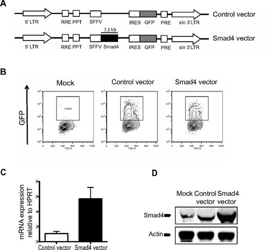 Figure 1. Vector design and evidence for Smad4 overexpression in human cells. (A) Schematic design of control and Smad4 vector constructs. LTR indicates long terminal repeats. (B) Transduction efficiencies of CB cells were determined 2-3 days after transduction. (C) RT-PCR results of Smad4 mRNA expression in CB HSCs. Values are relative to HPRT expression. (D) Western blot analysis showing Smad4 protein expression in human CB cells. Actin was used as loading control.