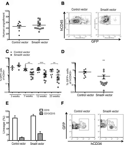 Figure 5. Smad4-overexpressing cells exhibit impaired repopulative capacity on xenograft transplantation. (A) CD34+ CB cells were transduced and unsorted cells were transplanted into NSG mice one day after transduction. The graph shows total human engraftment after 25 weeks in BM. (B) Representative FACS plots of GFP expression in recipient mice. (C) GFP+ cells present in PB after 3, 7, 12, and 25 weeks after transplantation. (D) Percentages of GFP+ cells in BM and (E) FACS analysis of CD34 expression in GFP+ cells from BM 25 weeks after transplantation. (F) PB lineage distribution of control and Smad4-transduced cells after 12 weeks in PB, ± SEM (n = 4). **P ≤ .01 (Mann-Whitney test). ***P ≤ .001 (Mann-Whitney test).