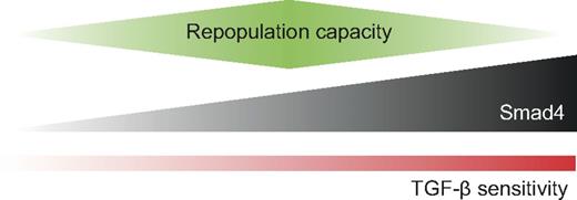 Figure 6. Model for the regulation of repopulative capacity by the expression level of Smad4. The precise level of Smad4 can modulate the sensitivity to TGF-β and affect the repopulative capacity of HSPCs in vivo. Smad4-deficient cells have decreased repopulative capacity and are insensitive to TGF-β. Overexpression of Smad4 leads to increased sensitivity to TGF-β, which translates into reduced repopulative capacity.
