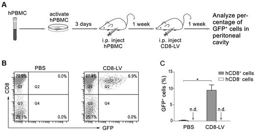 Figure 2. In vivo targeting of CD8+ cells. (A) Outline of the experimental setup. Human PBMCs were activated for 3 days after isolation, and 1 × 107 cells were intraperitoneally injected into NOD-scid-IL2rγnull mice. One week later, CD8-LV particles (8 × 105 transduction units per mouse), or PBS as a control, were intraperitoneally injected. Peritoneal cells were collected 1 week after vector injection and analyzed by flow cytometry. (B) Representative FACS data demonstrating specific transduction of human CD8+ T cells in the peritoneal cavity. Isolated peritoneal cells from PBS or CD8-LV–injected mice were stained with anti–human CD8 mAb, and the percentage of human CD8+/GFP+ cells was analyzed. (C) Percentages of GFP+ cells in hCD8+ T cells (gray bars) and hCD8− T cells (white bars) were calculated according to panel B. Results are expressed as mean ± SEM (n = 4; *P < .05; nd indicates not detectable).